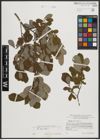 Foto von Salix aurita L.